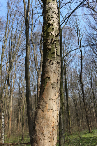  Bark falls away from a dry tree, exposing its trunk