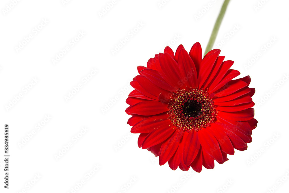 Red gerber isolated on white background close up with copy space.