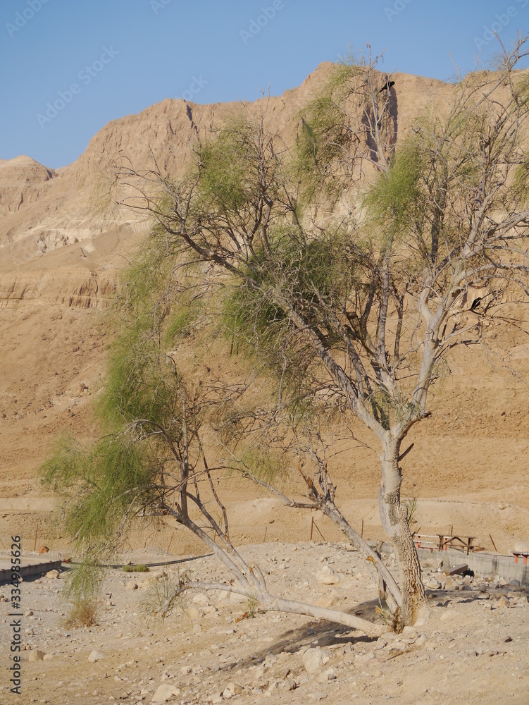 desert scene with single broadleaf tree,  Ein Gedi in the Negev desert, dead sea area, Israel, Middle East