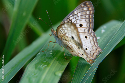 butterfly in garden in salvador photo