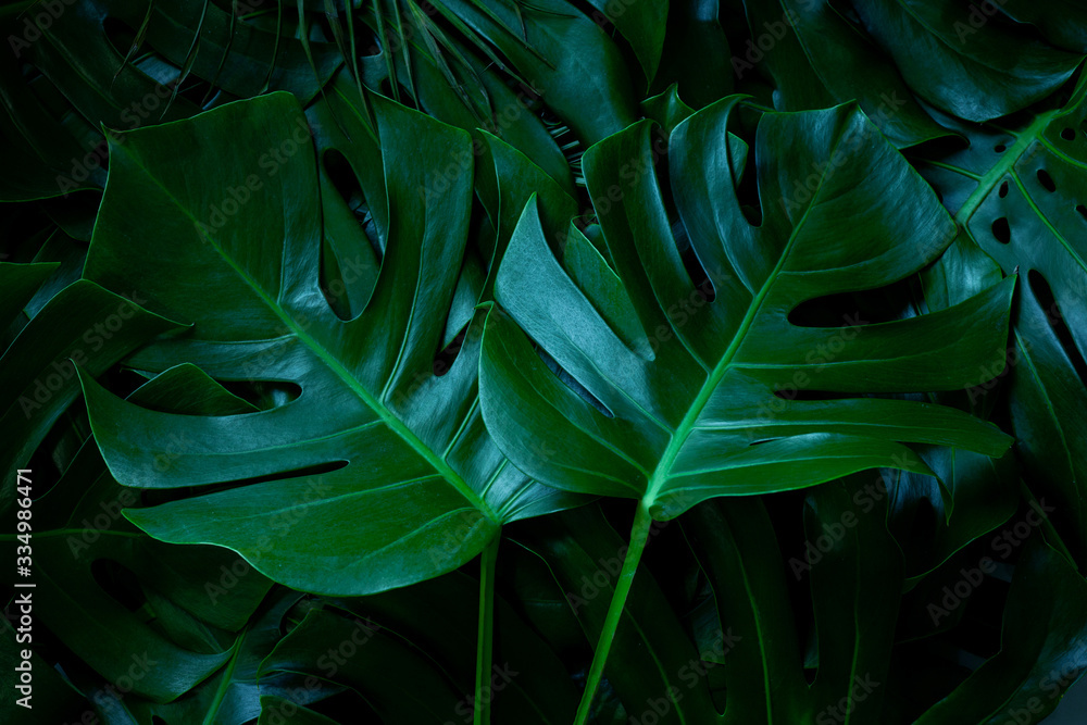 closeup nature view of green leaf background. Flat lay, dark nature concept, tropical leaf closeup nature view of green leaf background. Flat lay, dark nature concept, tropical leaf