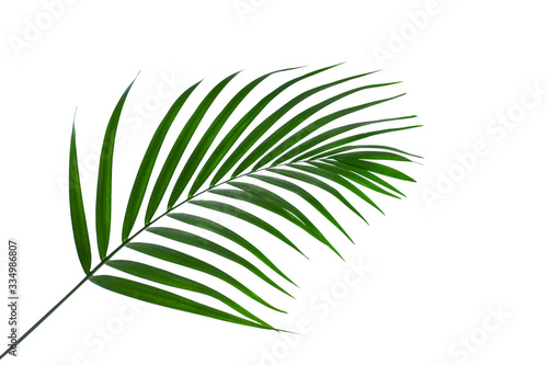 leaves of coconut isolated on white background for design elements  tropical leaf  summer background