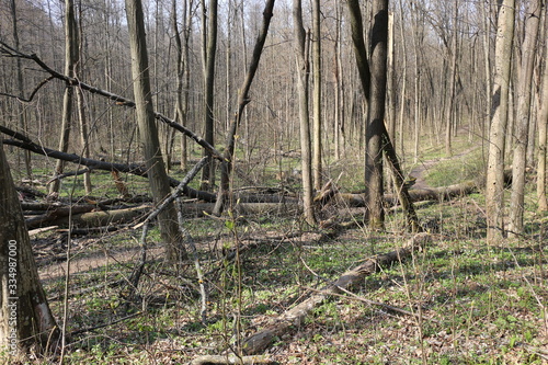  Wind uprooted trees in the forest