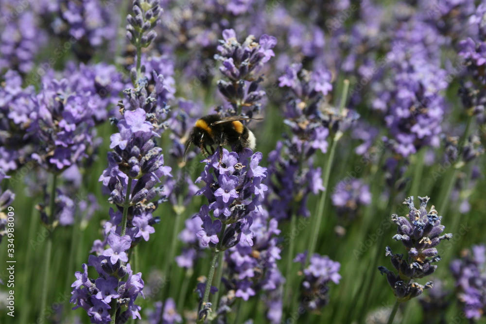 Hummel auf Lavendelblüten im Garten Hummel auf Lavendelblüten im Garten