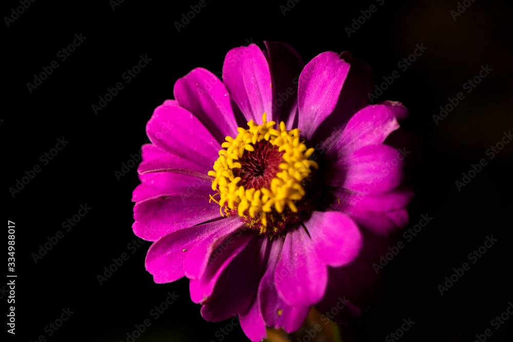 Red zinnia flower Red zinnia flower