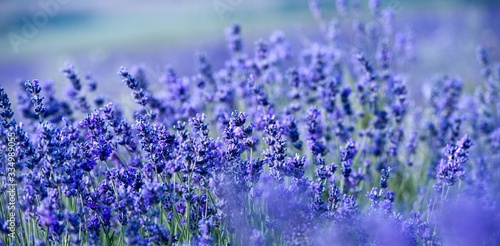 Banner. Lavender Field in the summer. Aromatherapy. Nature Cosmetics. © darkfreya