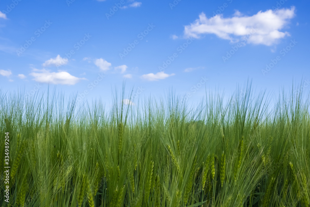 Summer background with spikes of green rye and blue sky
