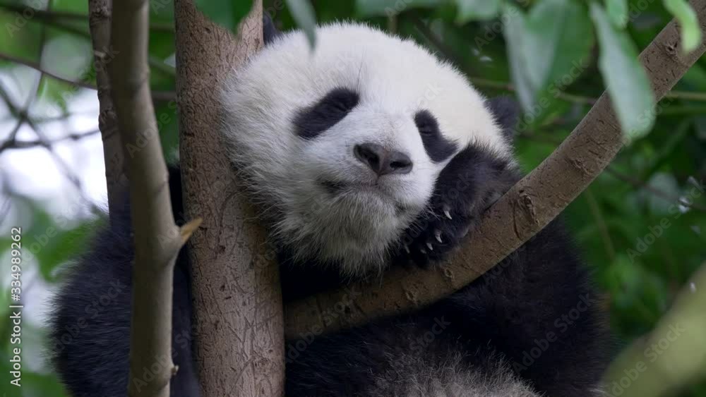 Cute panda baby on the tree. 4K, UHD Cute panda baby on the tree. 4K, UHD