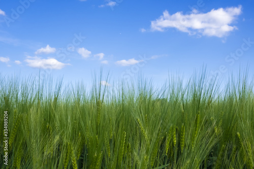 Summer background with spikes of green rye and blue sky