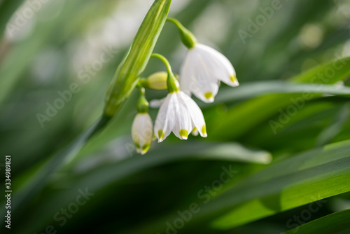 Spring Snowflake ( Leucojum vernum) flowers against a soft blurry green background