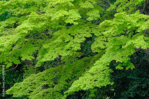 green maple leaves in spring
