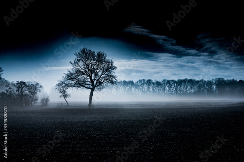 Early fog on a field in front of an old oak tree
