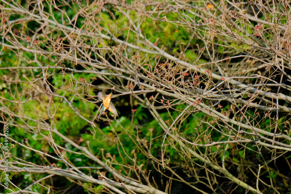 kingfisher in flight kingfisher in flight