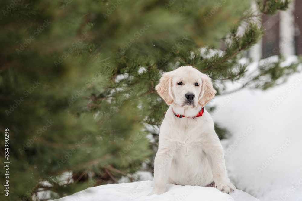 golden retriever puppy on winter background