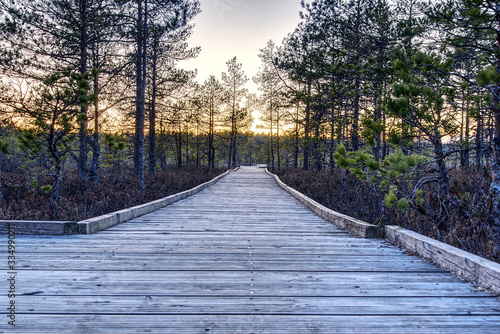 walks through a swamps along a wooden trail among moss and pines. Nature reserve in Estonia.