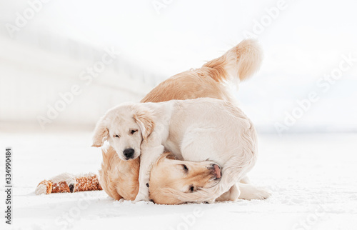 two golden retriever play on a winter background