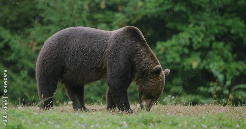 A wild Carpathian Brown Bear, Ursus arctos, feeding on wildflowers and grass, slow motion A wild Carpathian Brown Bear, Ursus arctos, feeding on wildflowers and grass, slow motion
