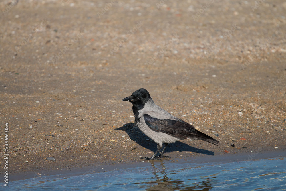 crow sitting near the water on the seashore crow sitting near the water on the seashore