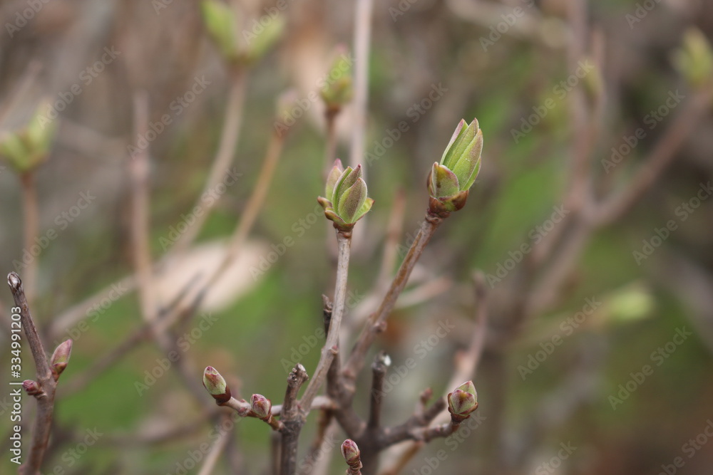 Fresh young leaves blossomed on trees in spring Fresh young leaves blossomed on trees in spring