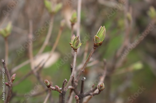  Fresh young leaves blossomed on trees in spring