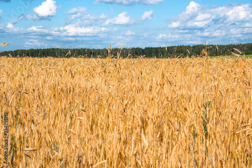 Rye field with blue cloudy sky  clear sunny day in midsummer.