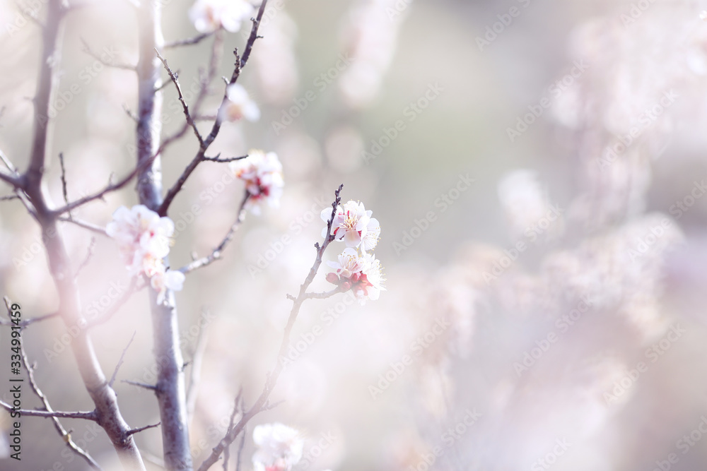 Naklejka premium flowering branch of wild apricot