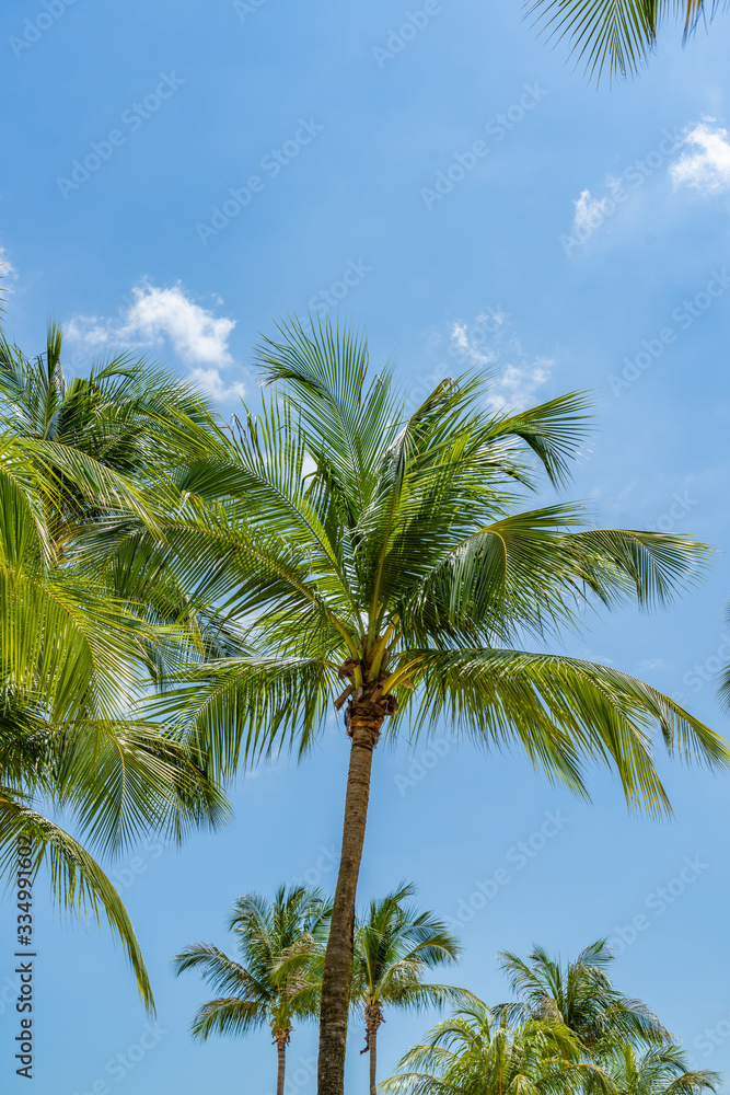 Tropical Palm tree