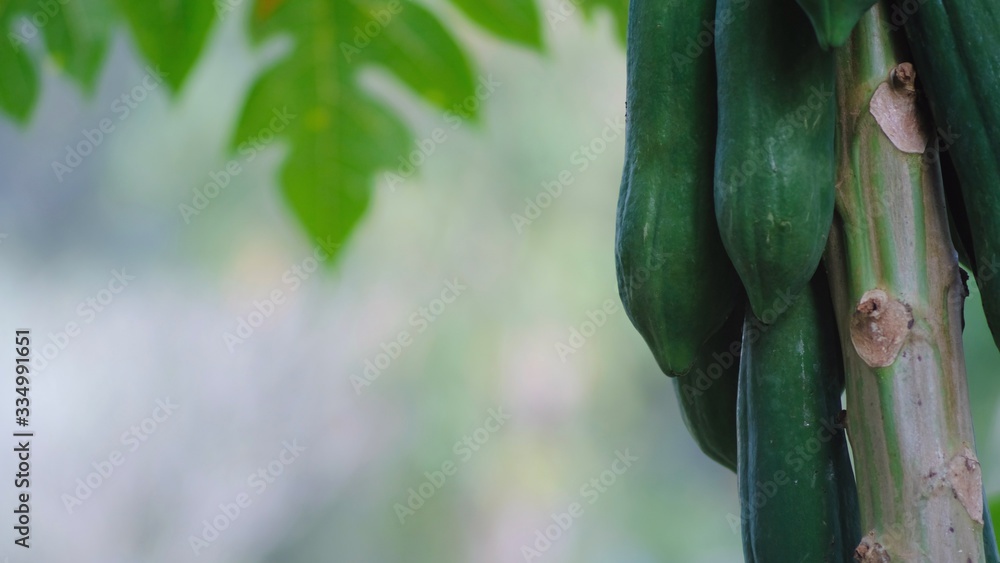 Fresh green papaya fruits hanging on the tree with green leaves.fruit for papaya salad food from Thailand. Fresh green papaya fruits hanging on the tree with green leaves.fruit for papaya salad food from Thailand.