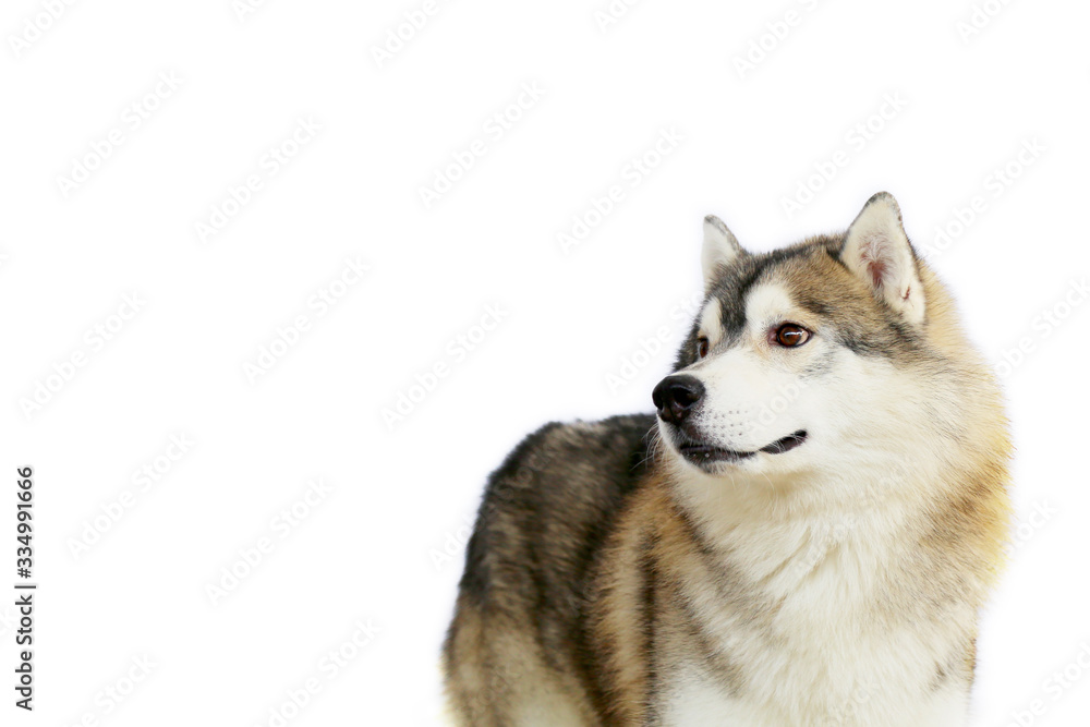 Siberian Husky gray and white colors portrait with white background and have copy space. Dog smiling portrait.