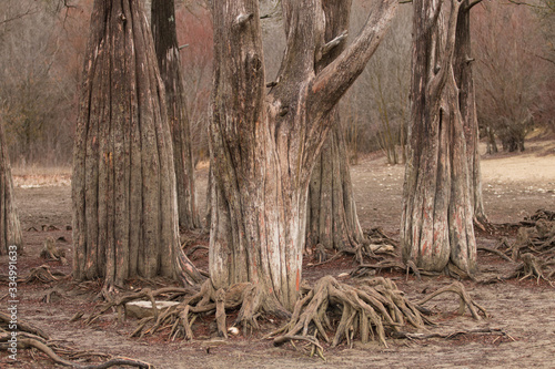 cypress trees and their roots