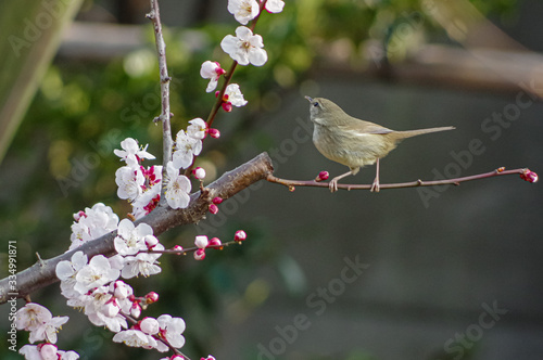 初春のウメにウグイス