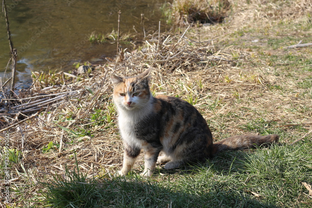 
Tricolor cat sits on green grass. Home pet breathes spring air.