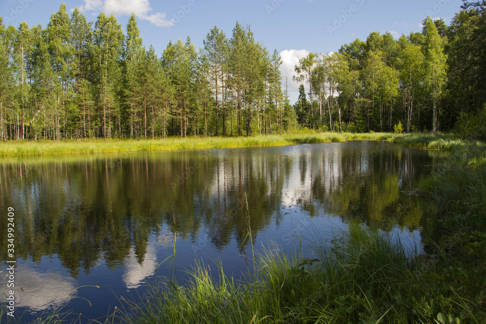 
forest lake and nature of the north of Russia