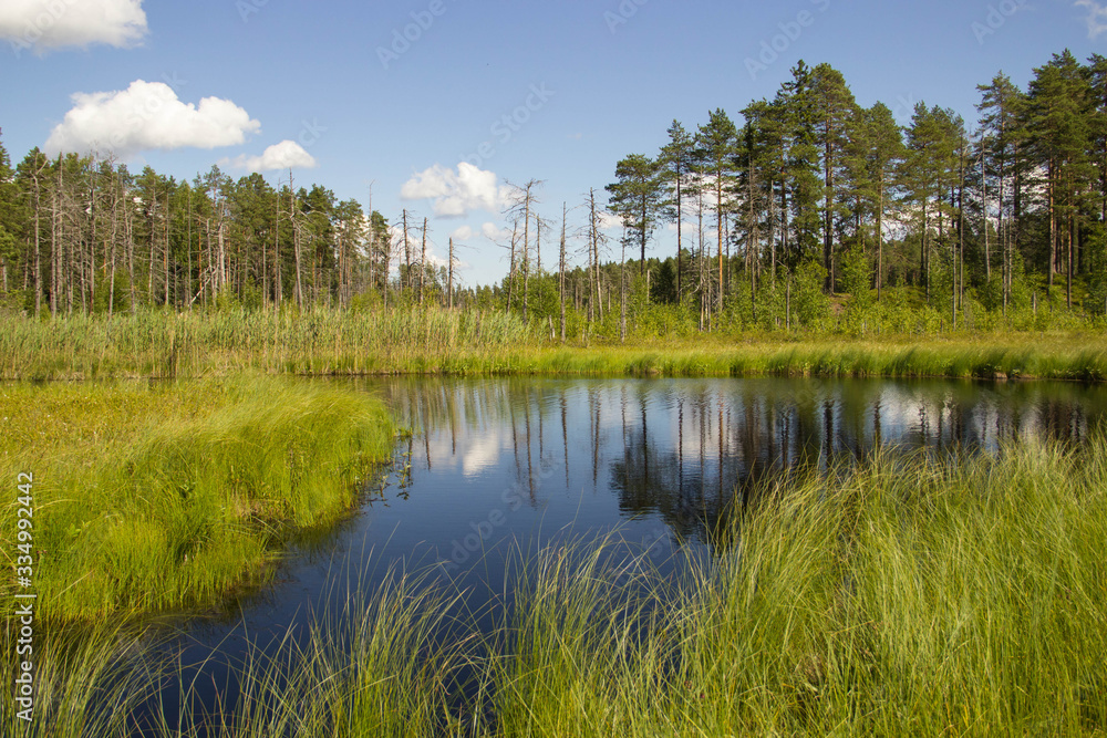 
forest lake and nature of the north of Russia