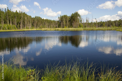  forest lake and nature of the north of Russia