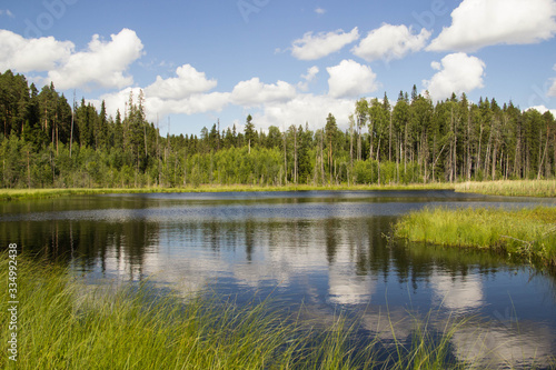  forest lake and nature of the north of Russia