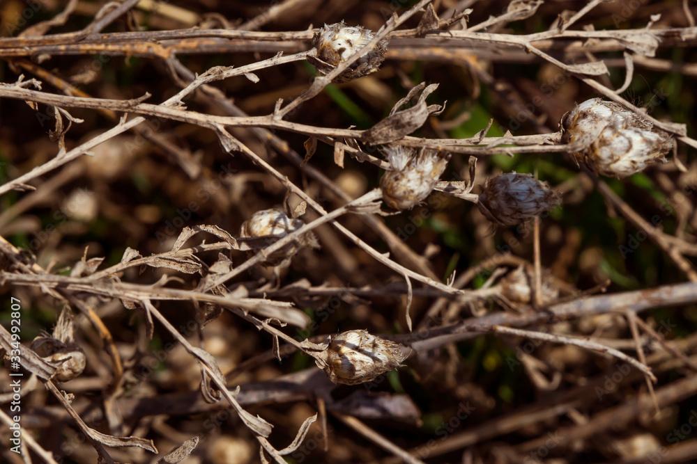 Plant with thorns. Rough texture. Dry plant. Herbarium in vivo. Prickly dry grass. Macro photo. Small details close up