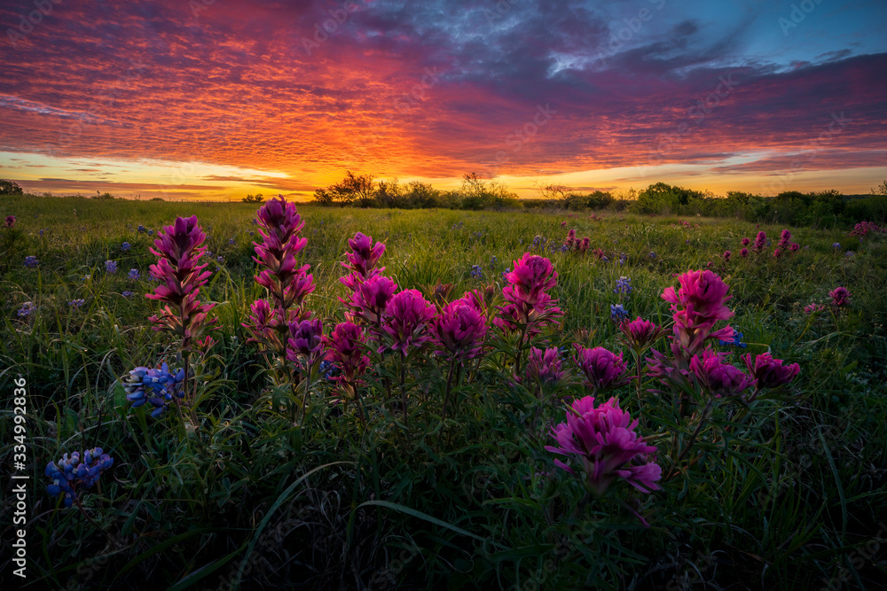 Fototapeta premium Texas Wildflowers at Sunrise