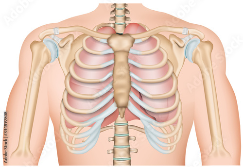 ribs with lung, 3d medical vector illustration isolated on white background