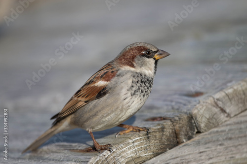  Sparrow bird close-up on a bench