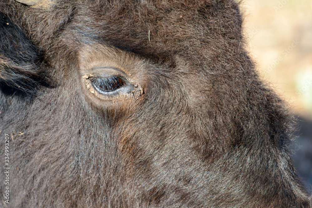 Fototapeta premium Büffel