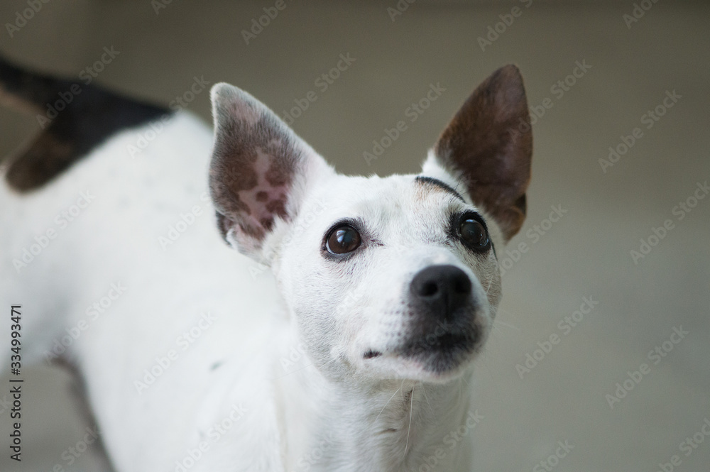 Jack Russell terrier dog looking at his owner. Head shot, selective focus