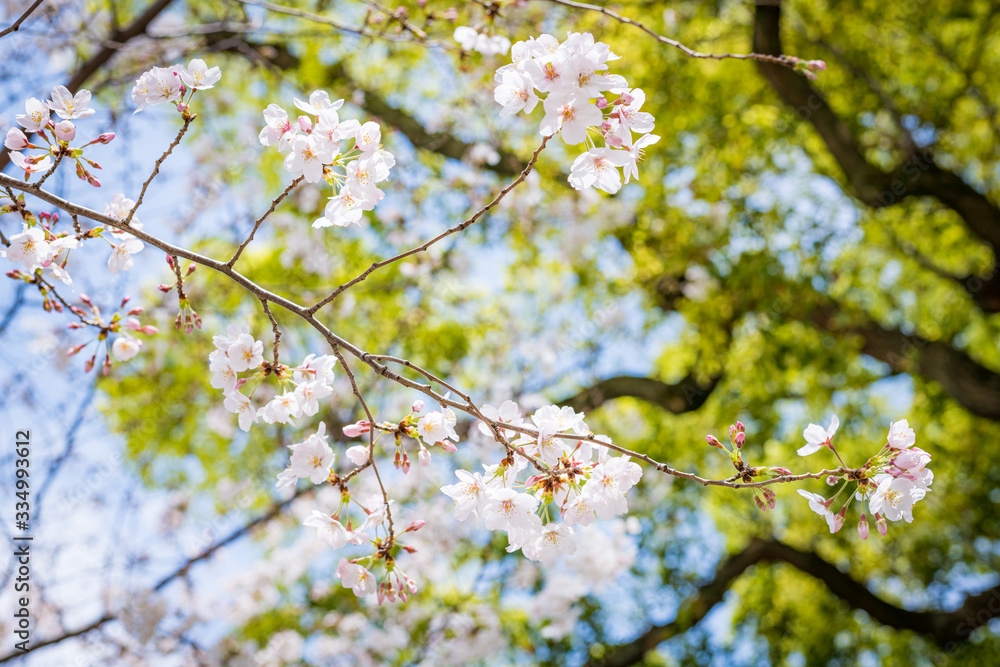 東京の芝公園の桜と新緑