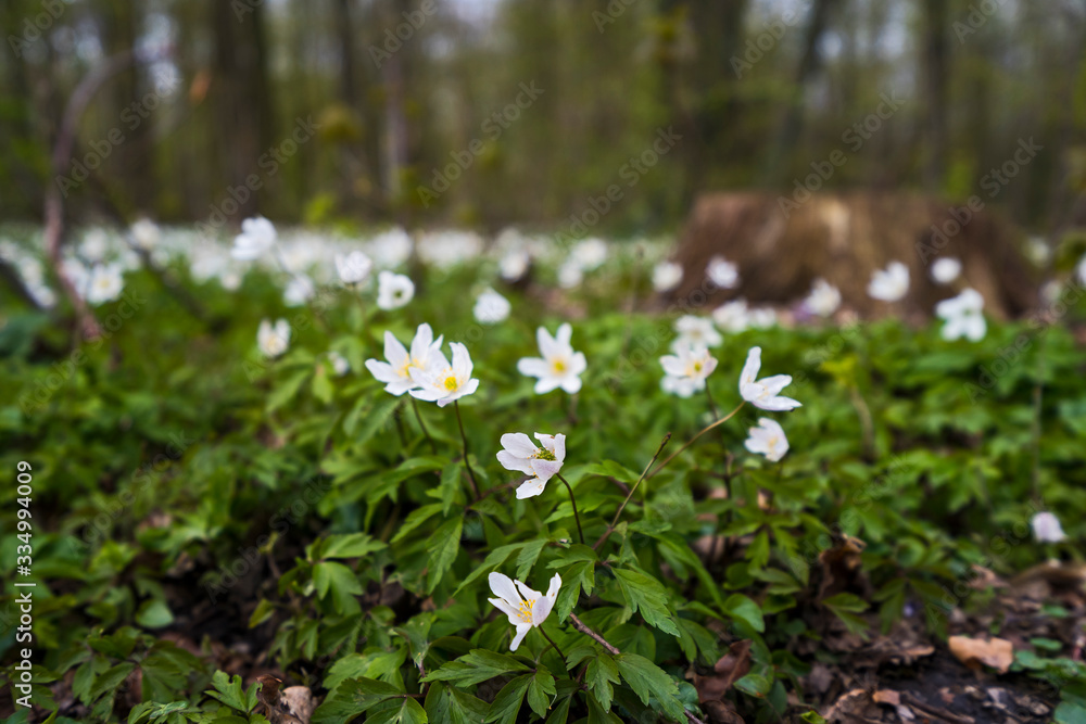 Wald Natur Outdoor Frühling Flora Wald Natur Outdoor Frühling Flora
