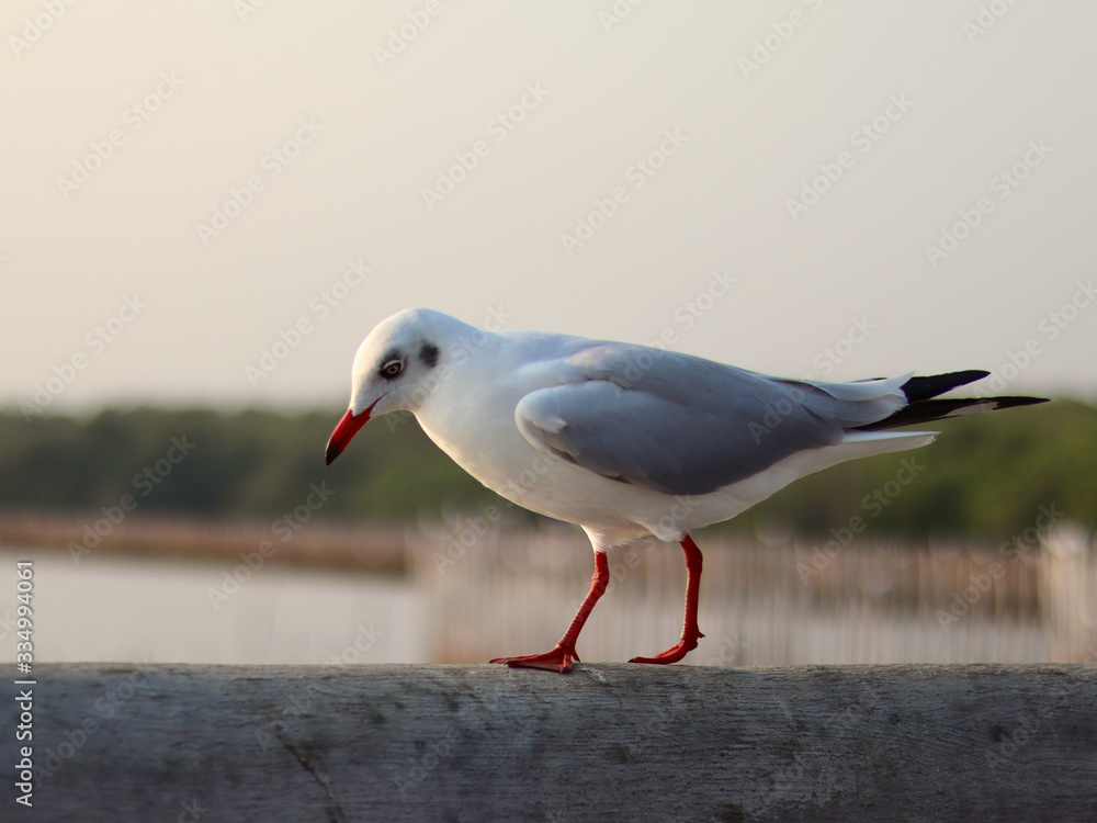 Seagulls on the rail around the mangrove slit