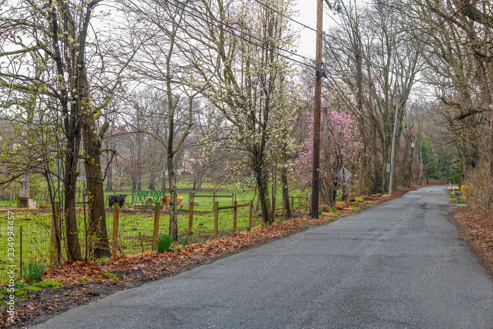 Spring Rural Road Spring Rural Road