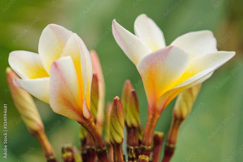Tropical flowers frangipani in Thailand Tropical flowers frangipani in Thailand