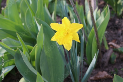 Yellow daffodil bloomed in the flowerbed on a sunny spring day