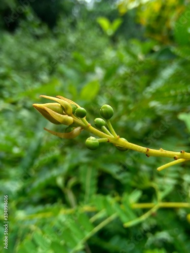 Biancaea sappan (Caesalpinia sappan L., sappanwood, secang, sepang, Indian redwood) with natural background. This plant in Indonesia is used as drink and herbal medicine. photo