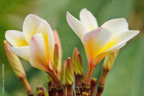  Tropical flowers frangipani in Thailand 